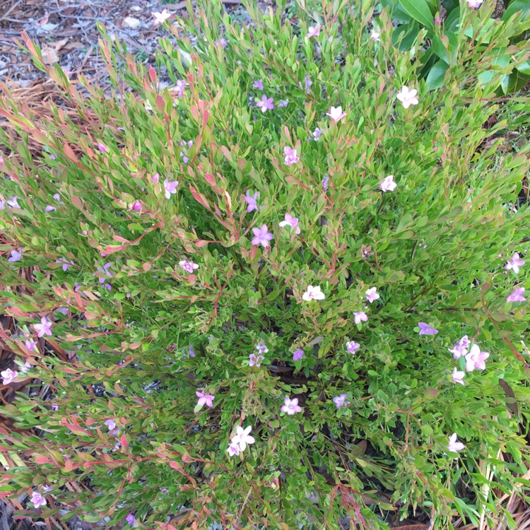 Plant image Crowea exalata 'Darkside'