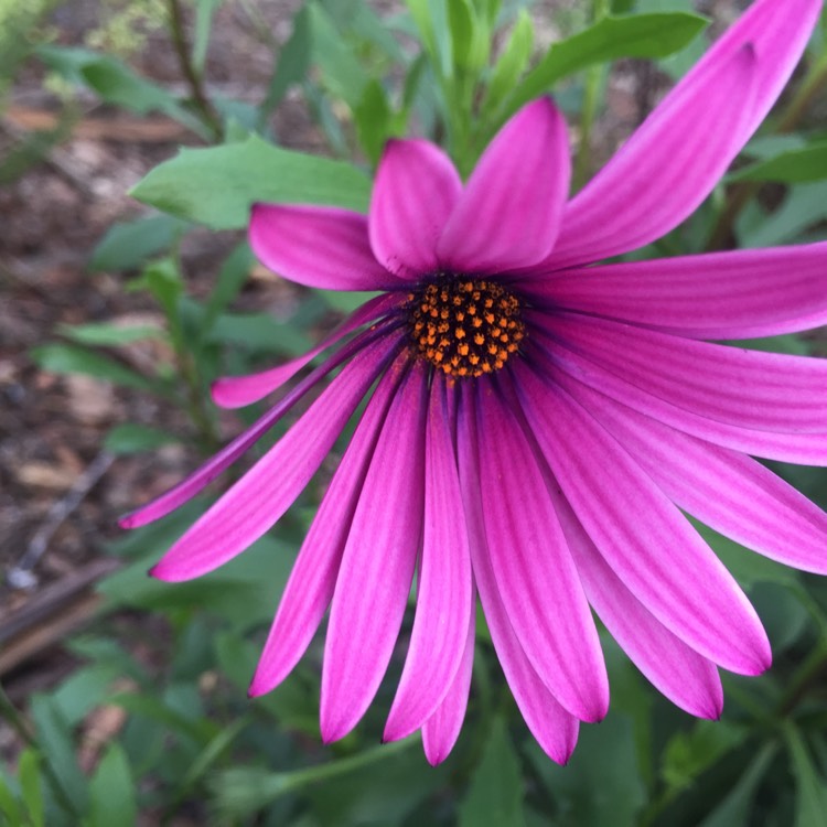 plant image 446313