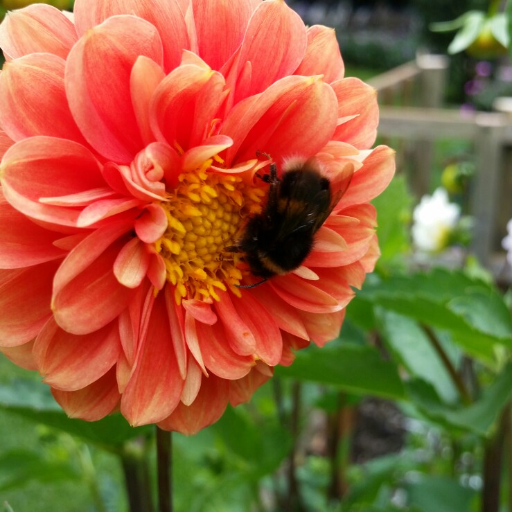Plant image Dahlia 'Spanish Conquest'
