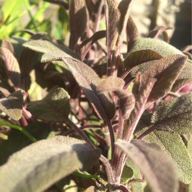 Plant image Salvia officinalis 'Purpurascens'