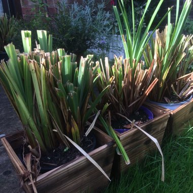 Scot's garden