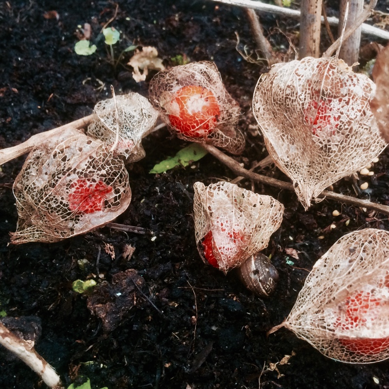 Physalis