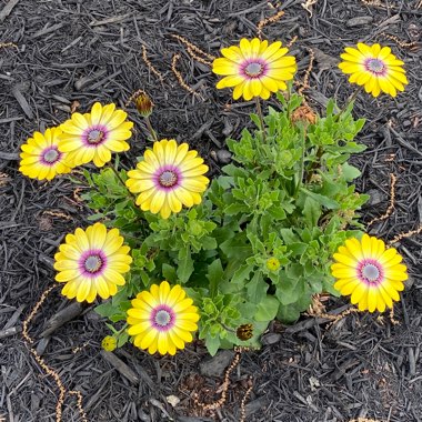 Shontel's garden