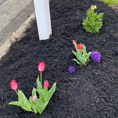 Shontel's garden
