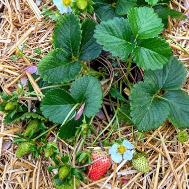 Shontel's garden