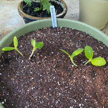 Shontel's garden