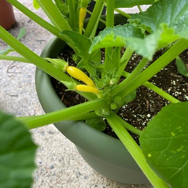 Shontel's garden