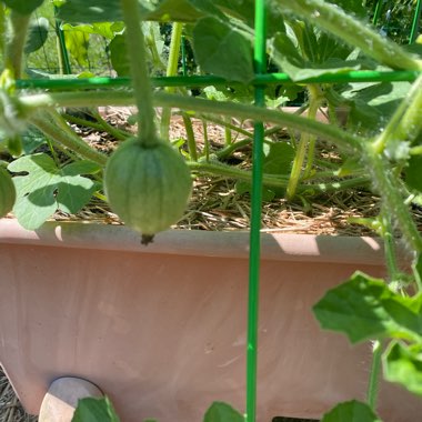 Shontel's garden