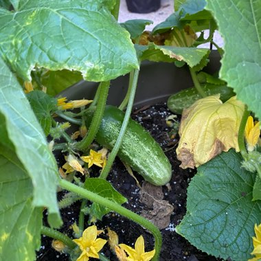 Shontel's garden