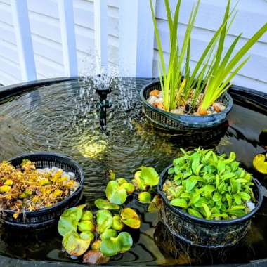Shontel's garden