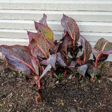 Canna 'Phasion'