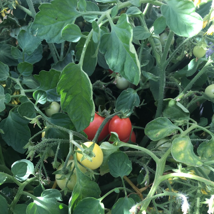 plant image 477958