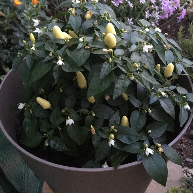 Plant image Capsicum Annuum 'Prairie Fire'