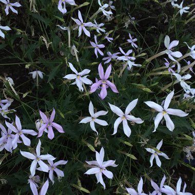 Star Flower 'Lauren Pink'