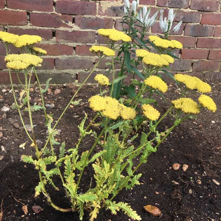 Plant image Achillea 'Moonshine'