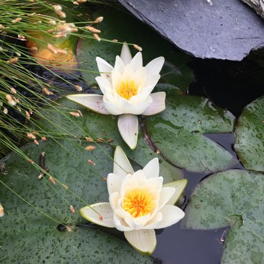 Dwarf Water Lily 'Candida'