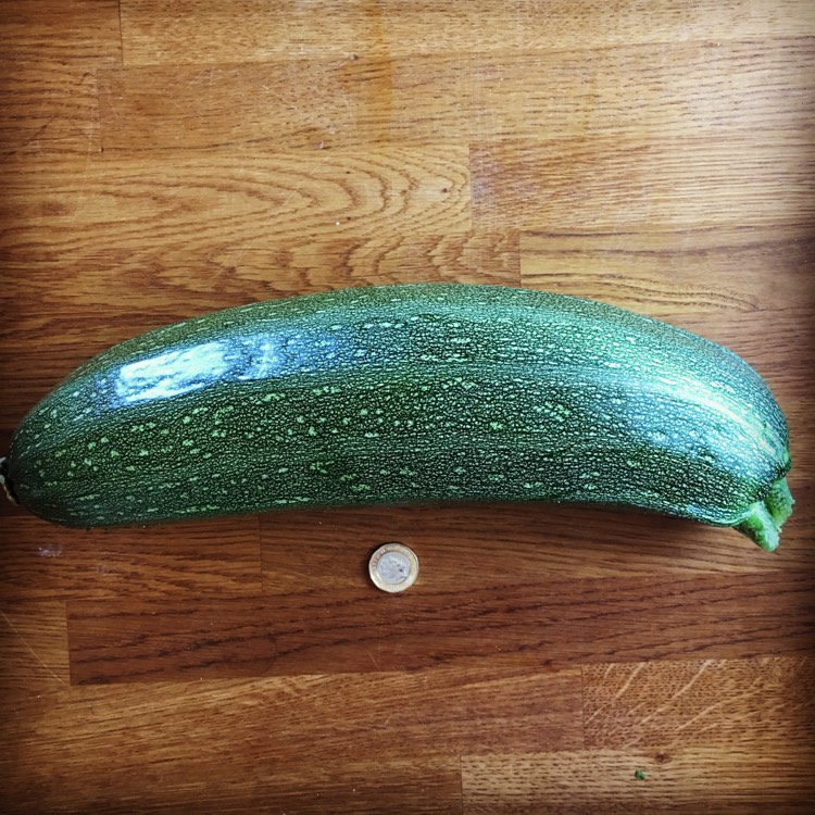 Plant image Cucurbita pepo var. Cylindrica 'Defender'