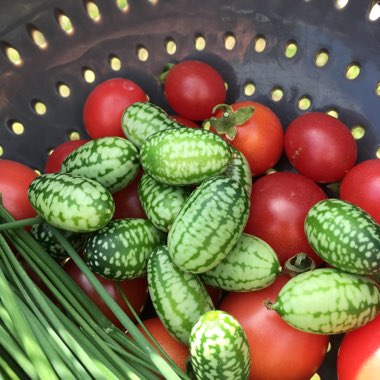 Cucamelon