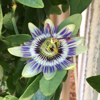 Blue Passion Flower