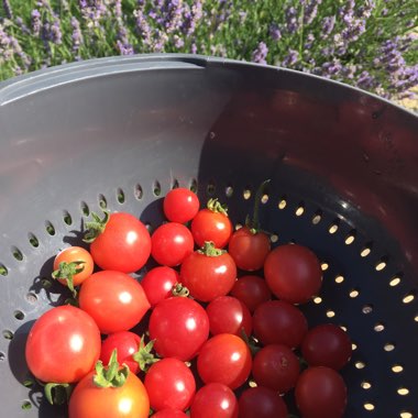 Tomato 'Garden Pearl'