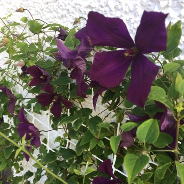 Susan's garden