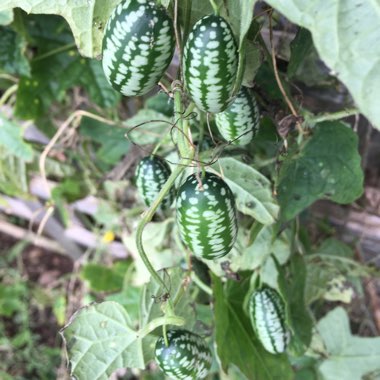 Cucamelon