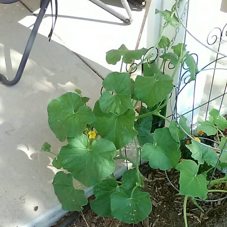 plant image 223735