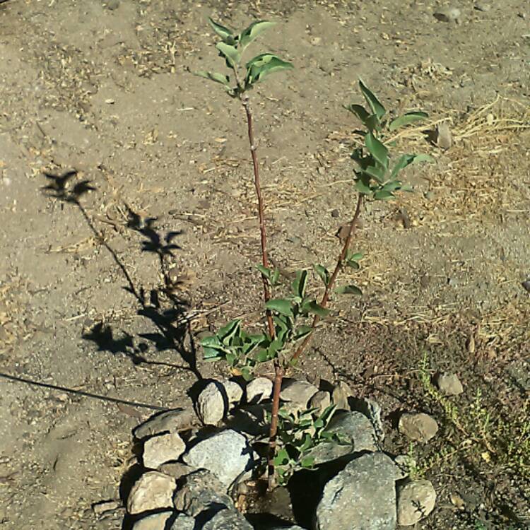 plant image 232074