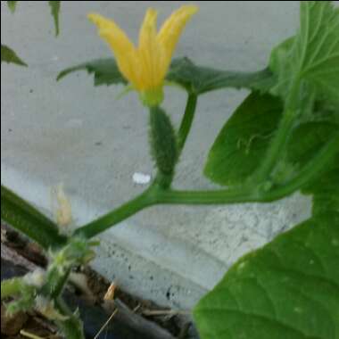 Cucumber