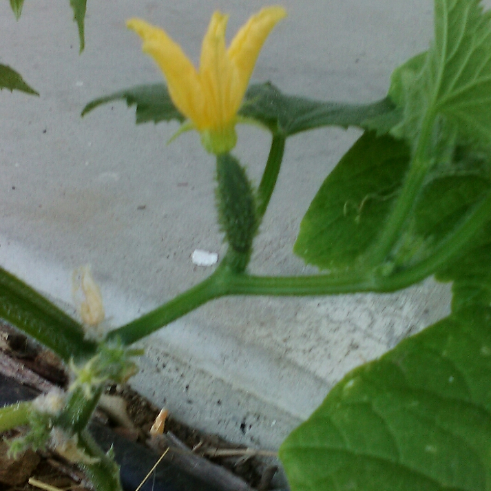 plant image 249648