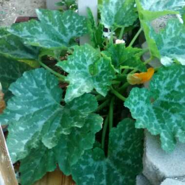 Courgette 'Black Beauty'