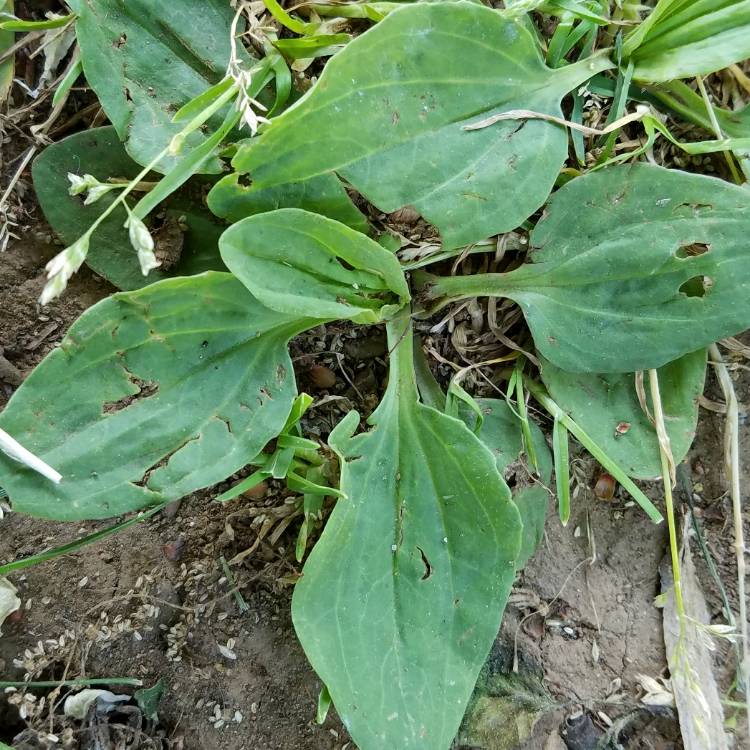 Plant image Goodyera pubescens