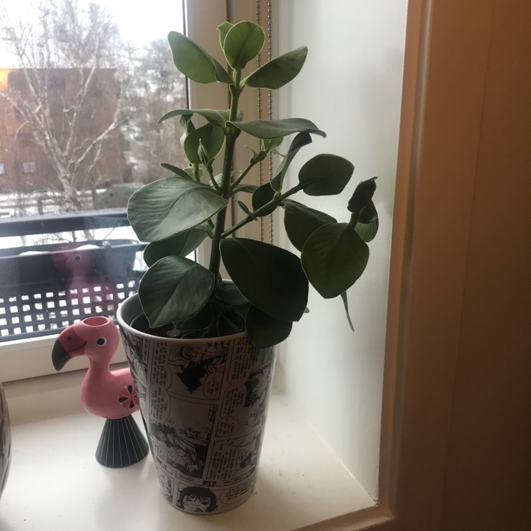 Plant image Clusia Rosea