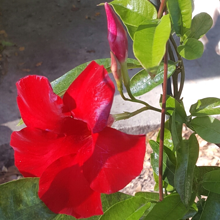 Plant image Mandevilla 'Sunmandecrim' syn. Mandevilla 'Sun Parasol Crimson', Mandevilla 'Sundaville Red'