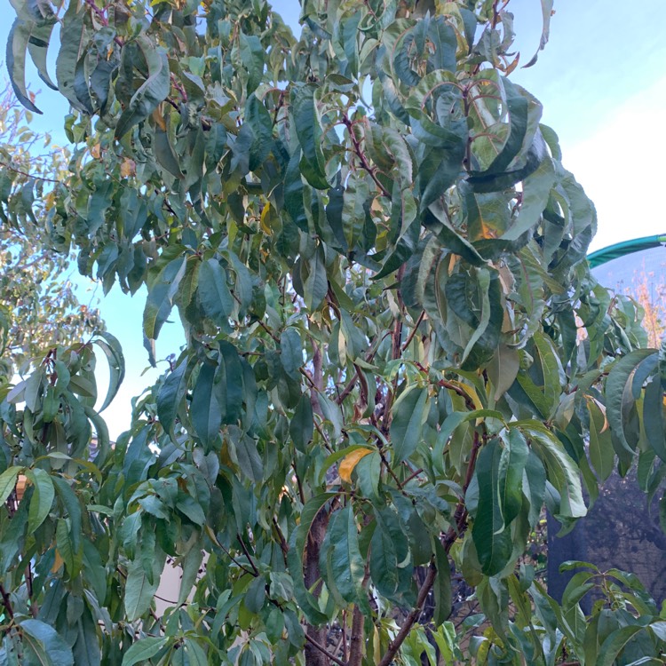plant image 1007388