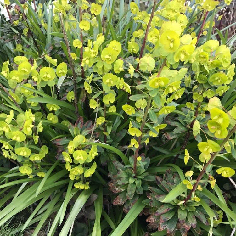 Plant image Euphorbia cyparissias 'Fen's Ruby'