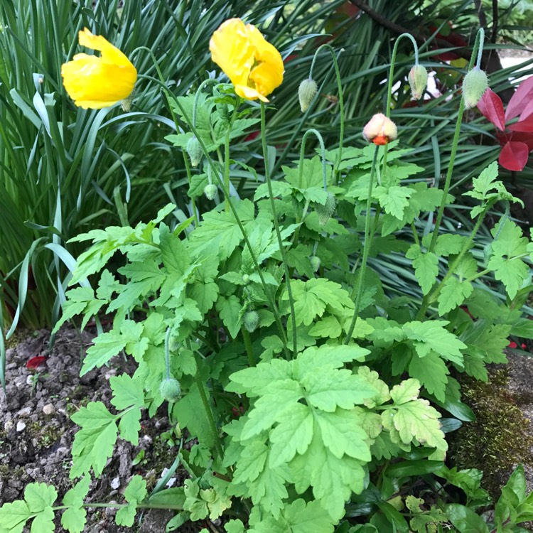 Plant image Eschscholzia californica 'Golden West'