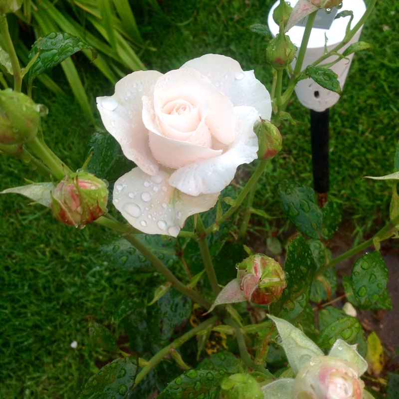 Floribunda Rose 'The Birthday Rose'