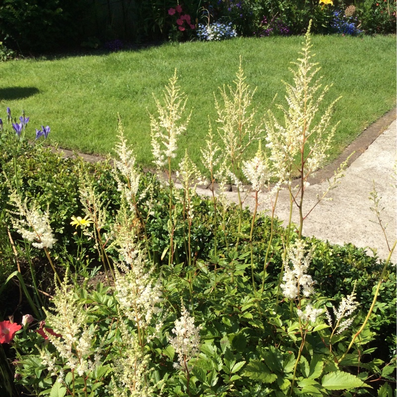 Plant image Astilbe japonica 'Washington'