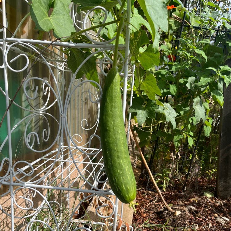 Plant image Luffa aegyptiaca