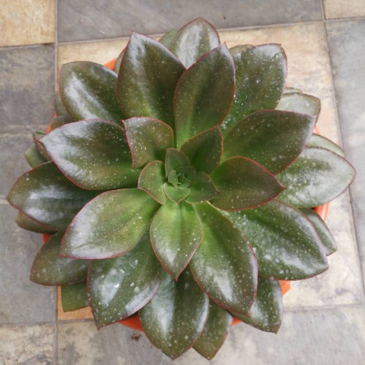 plant image 562500