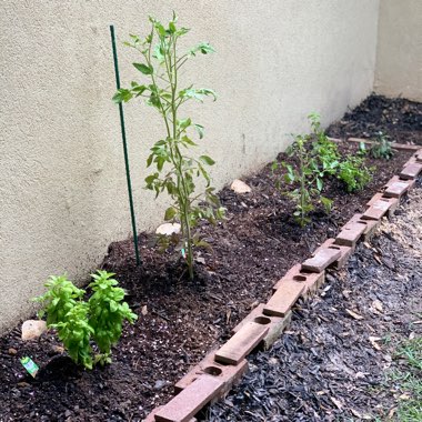 Sheldon's garden