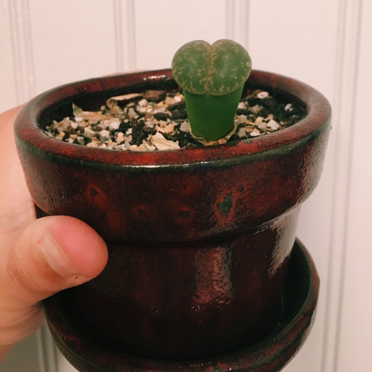 Plant image Lithops Hookeri var. Elephina