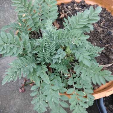 Swarna's garden