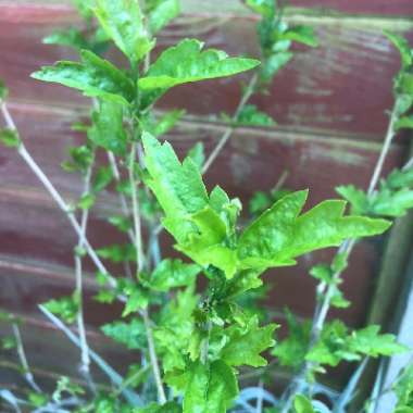 Swarna's garden