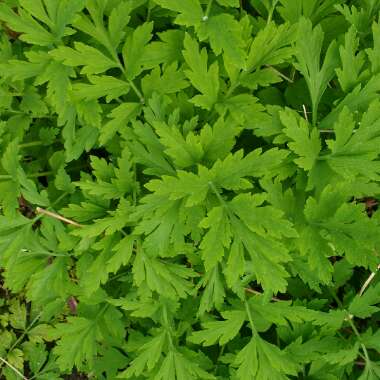 Welsh Poppy