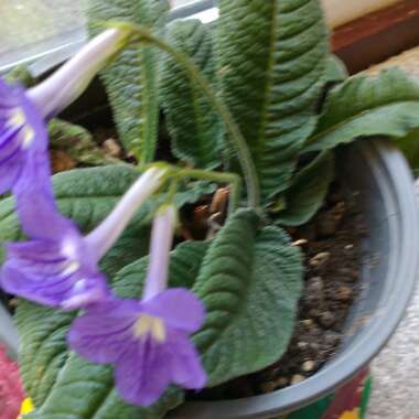 Primrose