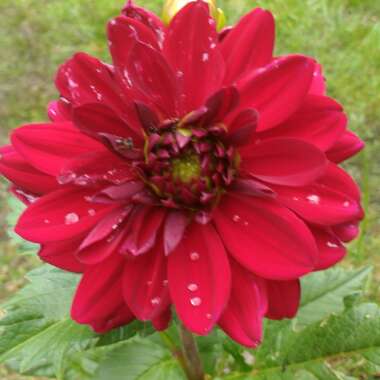 Dahlia