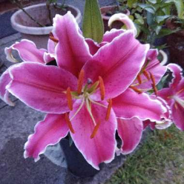 Swarna's garden