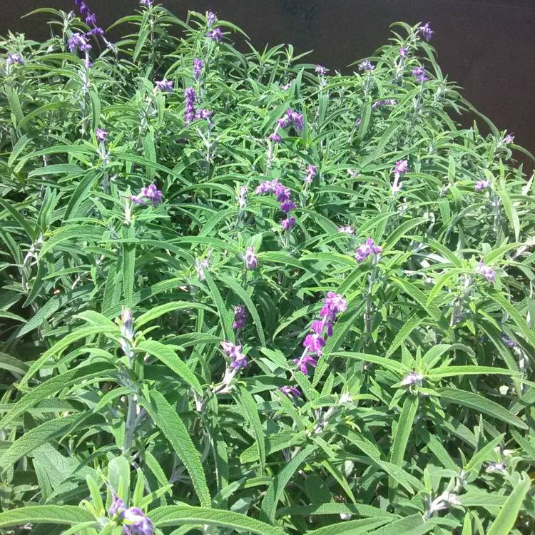 Plant image Salvia x sylvestris 'Blaukonigin' syn. Salvia 'Blue Queen'